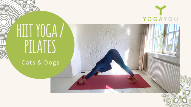 HIIT yoga pilates - cats and dogs